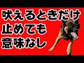 【犬のしつけ 吠える】人や犬の吠える時だけ止めても意味なし!?もっとも大切にしたい事〖犬のしつけ幼稚園@神戸〗byかずま先生