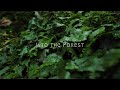 Into the Forest ［春日森の文化博物館企画展“森へ”出展作品］