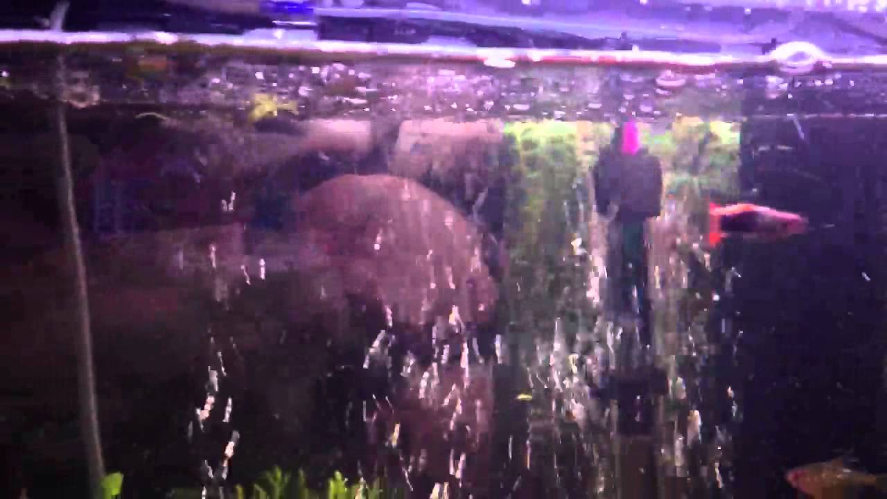 130 litre tropical fish tank YouTube