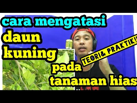 Video: Daun Wisteria Menjadi Kuning - Mengapa Daun Wisteria Menjadi Kuning