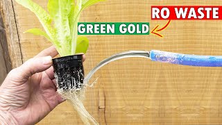 TRICK TO RE-USE RO WASTE WATER | EASY DIY HYDROPONIC SYSTEM FOR GROWING GREEN LEAFY VEGETABLES