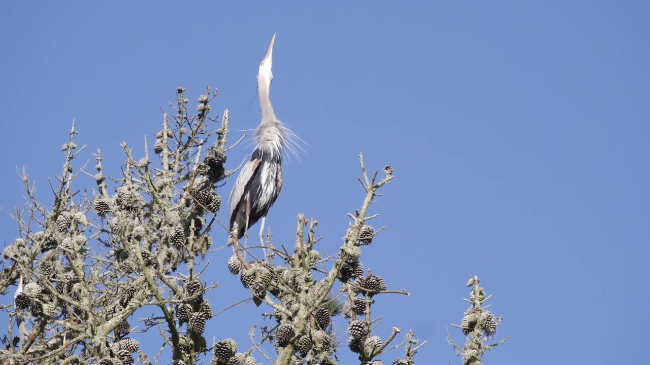Interesting Heron Behavior