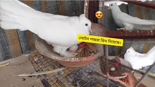 লোটন পায়রা এত কম সময়ের মধ্যেই ডিম  দেবে ভাবিনি l Rajib And Mini Zoo