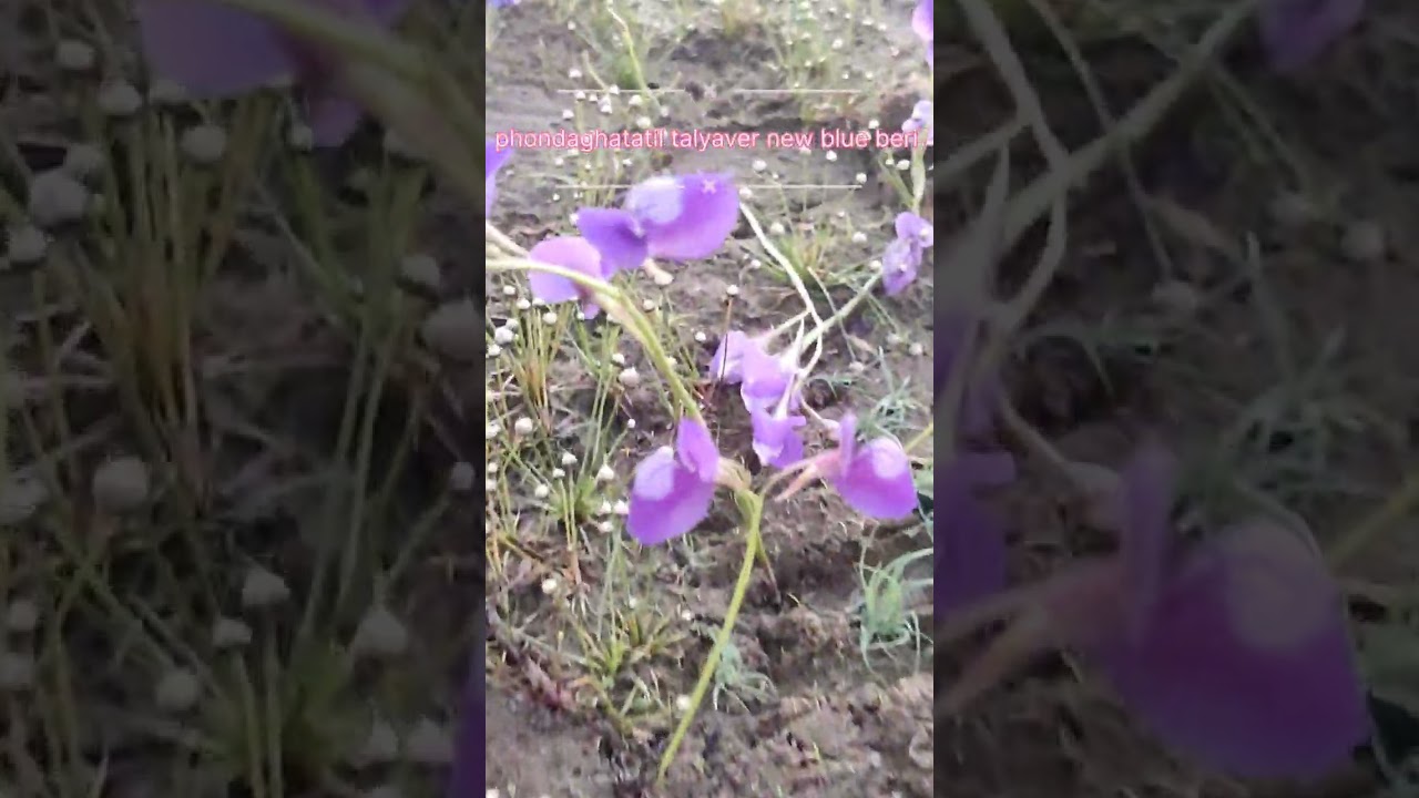 Phondaghat talyavaril new blue beri 