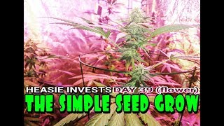 The Simple Seed Grow: Day 39 (flower) - I think it's time we did some bud hunting in the garden