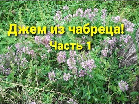 ДЖЕМ ИЗ ЧАБРЕЦА (ТИМЬЯНА) ЧАСТЬ 1
