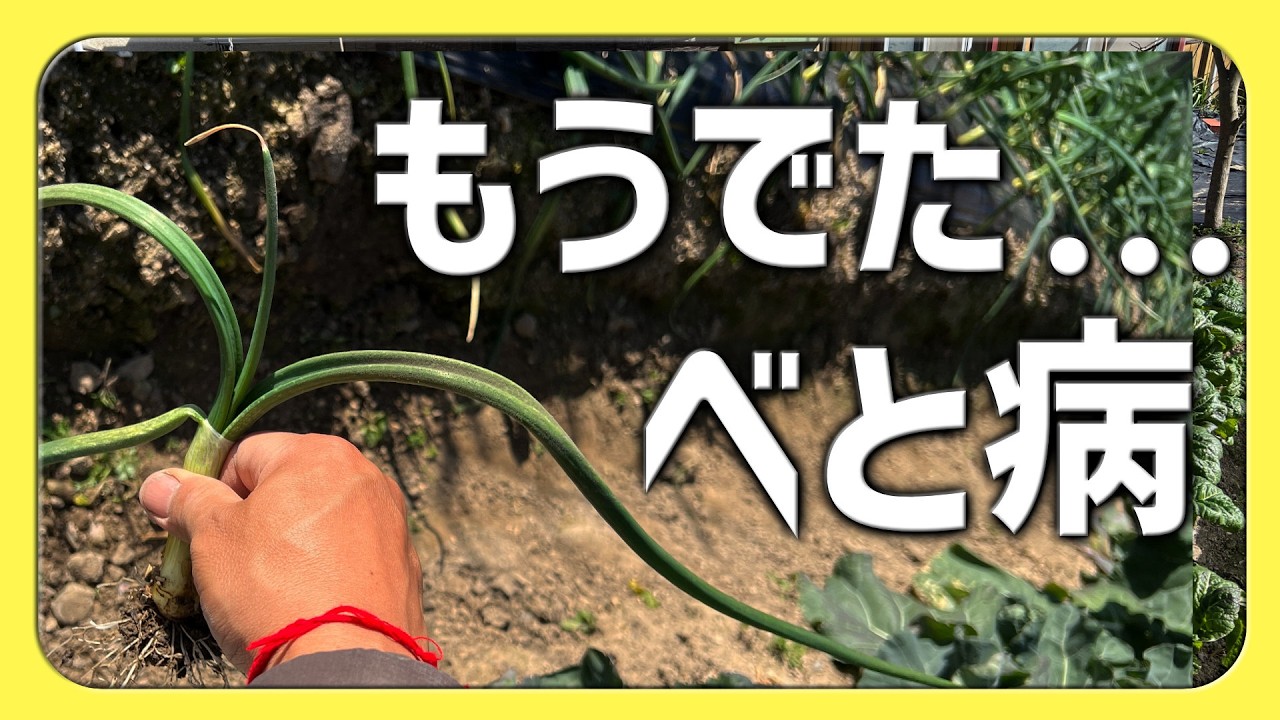 玉ねぎ極早生にべと病発生。農薬散布します【2026.1.20】