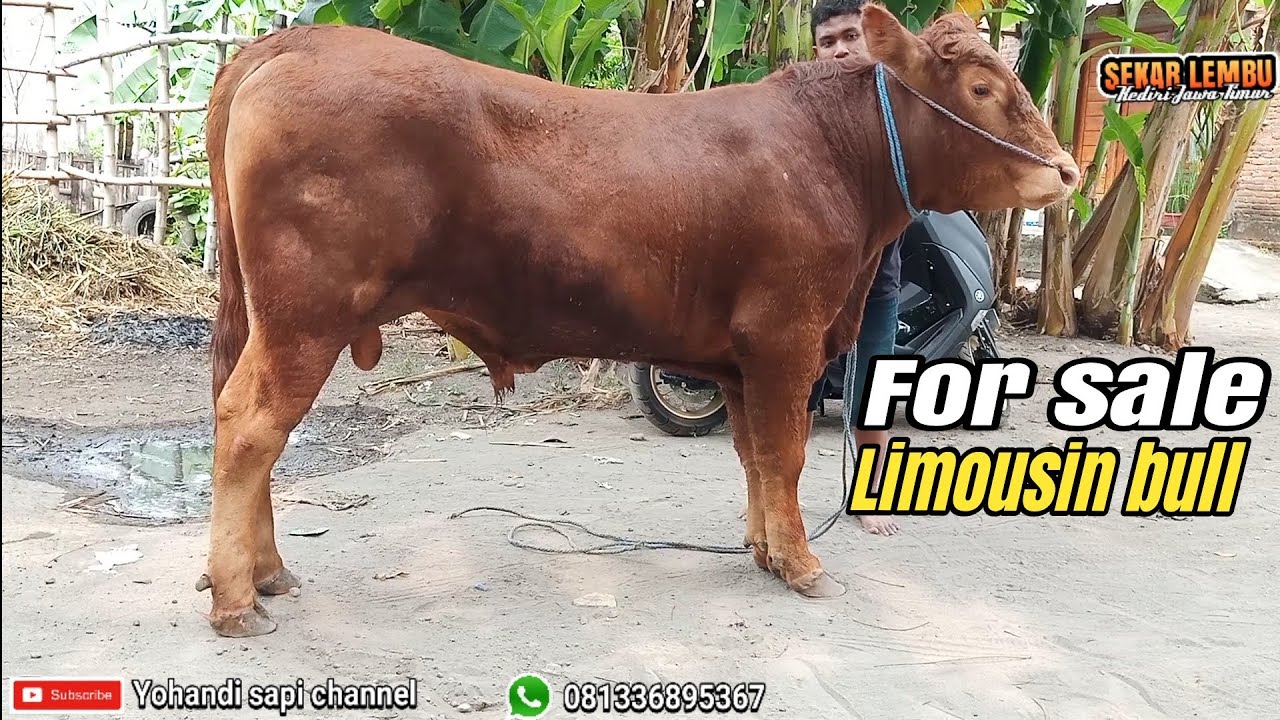 Sapi calon jumbo . Jenis limousin - YouTube