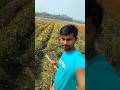 গাঁদা ফুল গাছ কেঁটে দেওয়া হবে কেন? #farming #villagelife #minivlog #shorts #villagestories