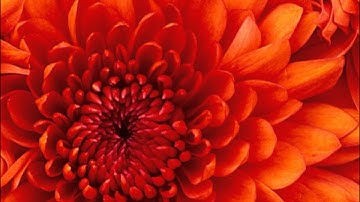 احمد الرماده مقطع من سوره الملك