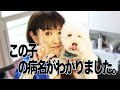 トイプードルのブース君12才が重い病気みたいです!