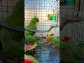 so cute 🥰🥰 parrot 🦜 #follow #talkingparot #cutebird #lifeisbutadream #birds #parrotlover #cuteparrot