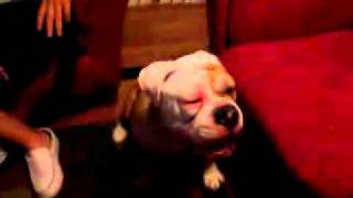 Ant bitten dog