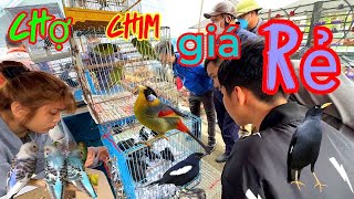Explore the pet bird stalls at the canal market; there are many baby birds there.