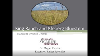 King Ranch and Kleberg Bluestem