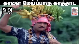 Kaalai Meipparu S.P.பாலசுப்ரமணியம் S.ஜானகி பாடிய தெம்மாங்கு பாடல் காளை மேய்ப்பாரு காத்தாட போவாரு