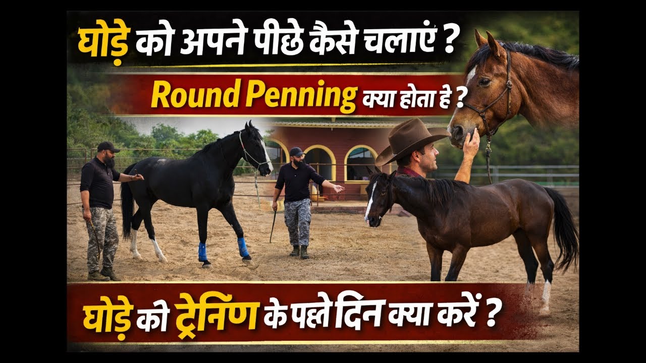 घोड़े को अपने पीछे कैसे चलाएँ ?Round Penning क्या होता है ?घोड़े की ट्रेनिंग के पहले दिन क्या करें ?