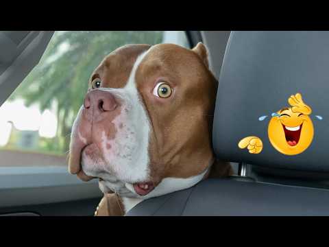 When Dogs Get Dramatic: Hilarious Compilation 🐶😹
