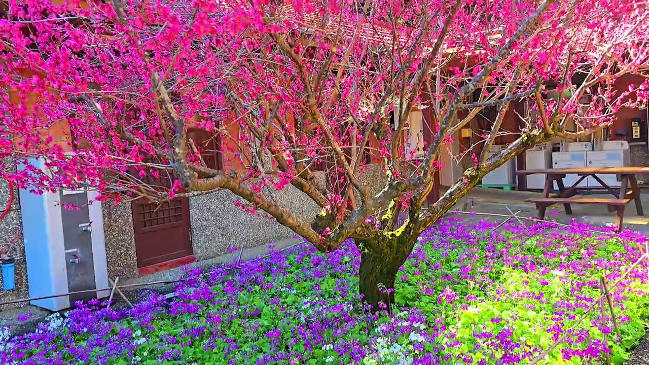 115 01 25武115 01 25~27武陵~福壽山農場第一天