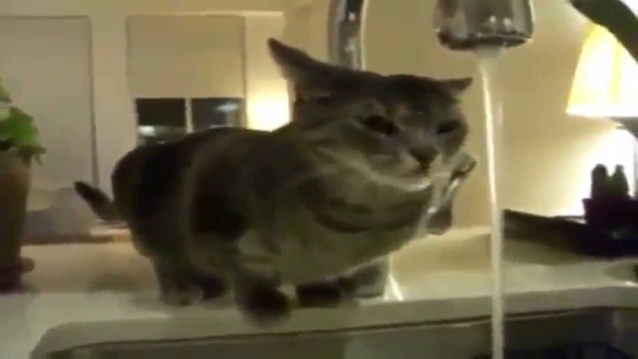 video phone beyonce mp3 FUNNY ANIMALS COMPILATION 2014: Two Funny Cats Playing With Water