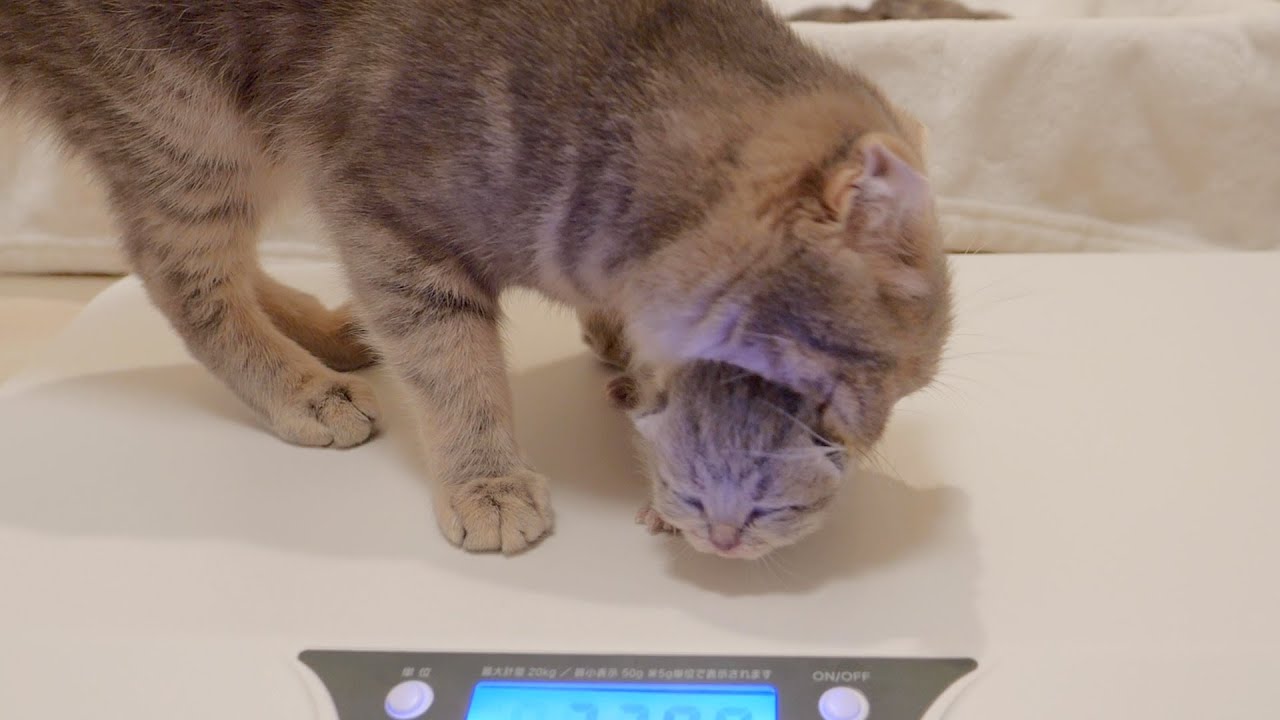 По всей видимости, кошка-мать не может не волноваться, когда её котёнок Ку плачет!