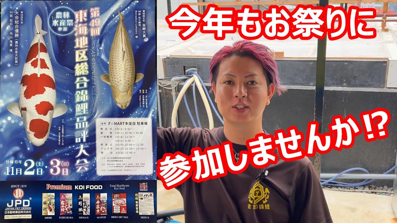 【金太郎錦鯉】初めての方でも是非楽しみましょう！#koi #koifarm #泳ぐ宝石錦鯉