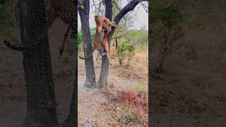 Üç Leopar Sırtlandan Korktu, İmpalayı Terk Etti Ve Kaçtı