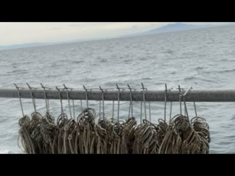 Baiting up longline hooks | Emerald Isle Live!