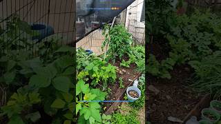 #2026 $12 #gardening #moneysavingidea #easygrow #growyourownfood #diy #backyardgarden #homesteading