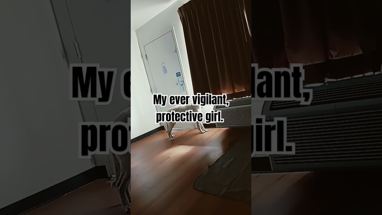 Labs Can Be Great Guard Dogs - Never Underestimate Them 