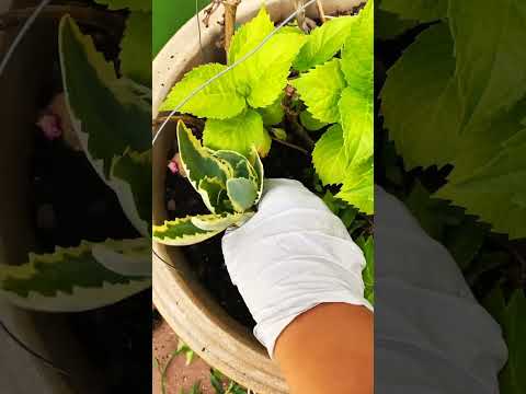 וִידֵאוֹ: צמחי Sedum: Growing Sedum In The Garden
