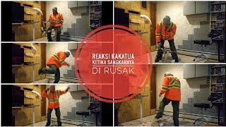 Burung Kakatua marah, kandangnya di rusak