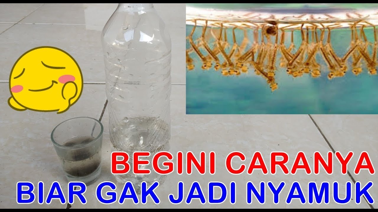 Cara Kultur Jentik yang Aman Tidak Menjadi Nyamuk 
