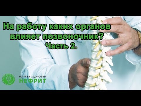 На работу каких органов влияет позвоночник?  часть 2