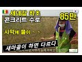 사막땅에 벼 농사용 물을 마음껏 쓸 수 있어요. 세네갈 최초로 콘크리트 플륨관 설치.  우기는 비록 2달로 짧지만 모두가 즐거워요. #세네갈새마을