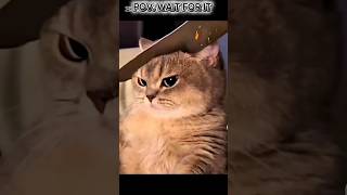 Wait For It funny catfunny