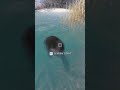 FINALLY! MELANISTIC BEAVER! 🤯🤩 | The Hunter: Call of The WILD