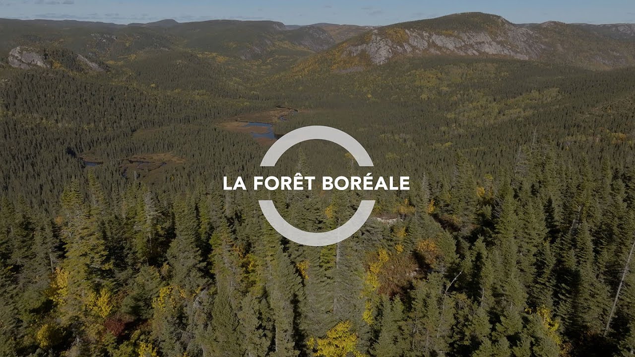 La forêt boréale YouTube — free download