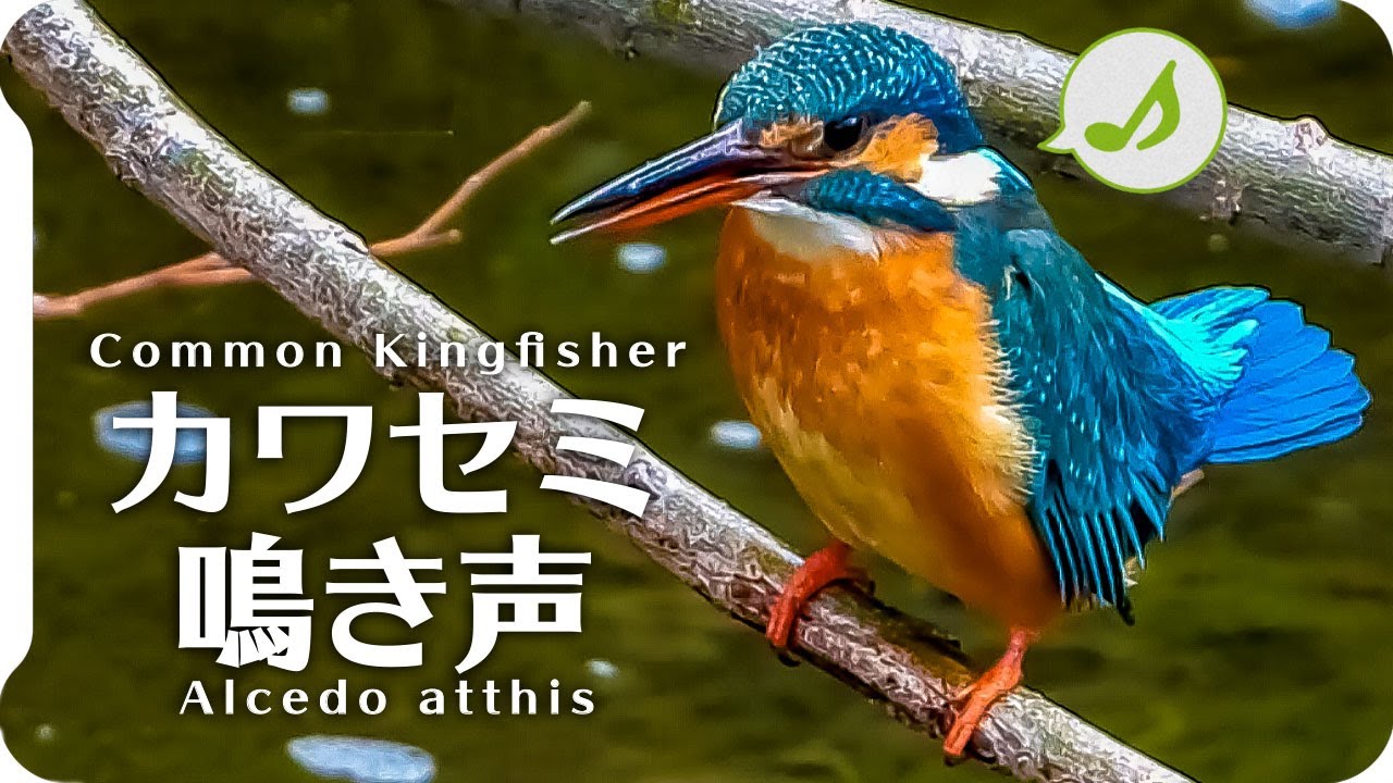 The Sound Of Kingfishers Birdsong Wild Birds In Japan Youtube