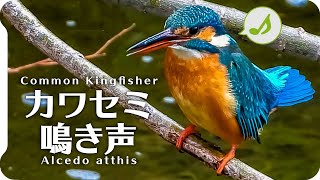 The sound of kingfishers. Birdsong. Wild birds in Japan