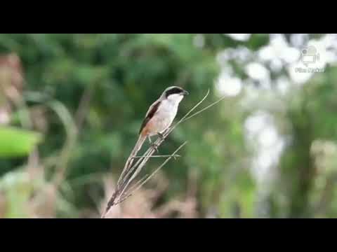 Cendet suara kucing dan ayam
