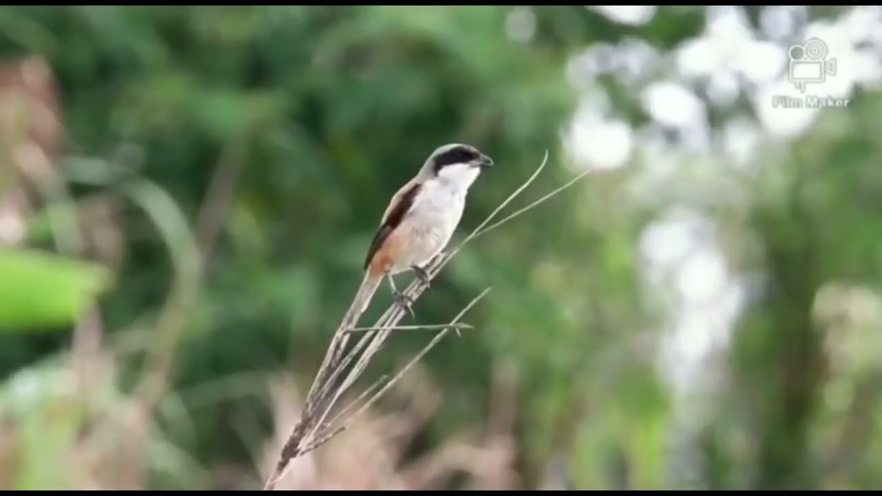 CENDET SUARA AYAM KUCING TOKEK 100% Nyaut