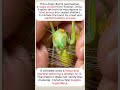 😳🦗A Cricket That Spins Silk From Its Mouth to Build Shelters 😳🦗