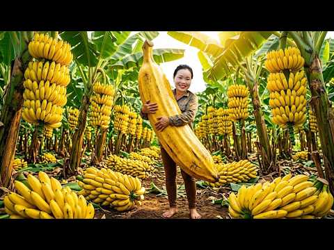 Colheita de bananas gigantes no sítio: Desafio na feira e receita especial! Muita fartura