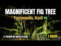Magnificent Fig Tree Florianopolis Brazil | 1 Hour Handpan Meditation