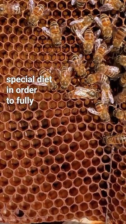 what-s-an-intercaste-honeybee-queen-honeybees-queenbee-beekeeping