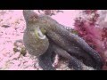 Осьминог, спрут (Octopus)