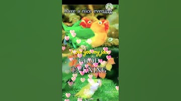 Thumbnail of GOOD EVENING video