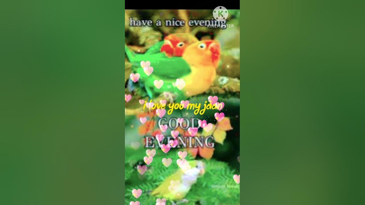 GOOD EVENING video