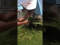 المظله العجيبه
